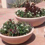 View Wok Series Planters